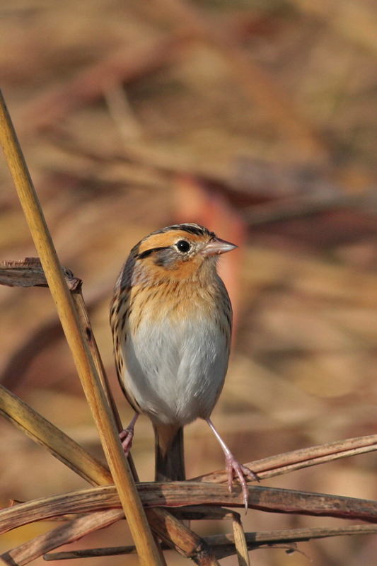 LeContes Sparrow