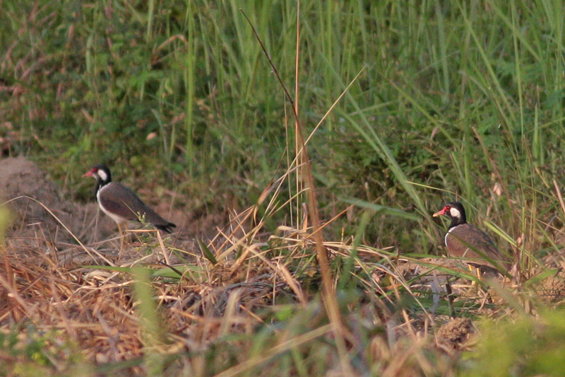 Red-wattled Lapwing
