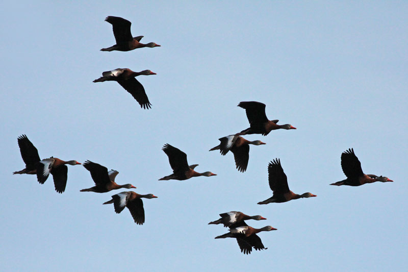Black-bellied Whistling Ducks