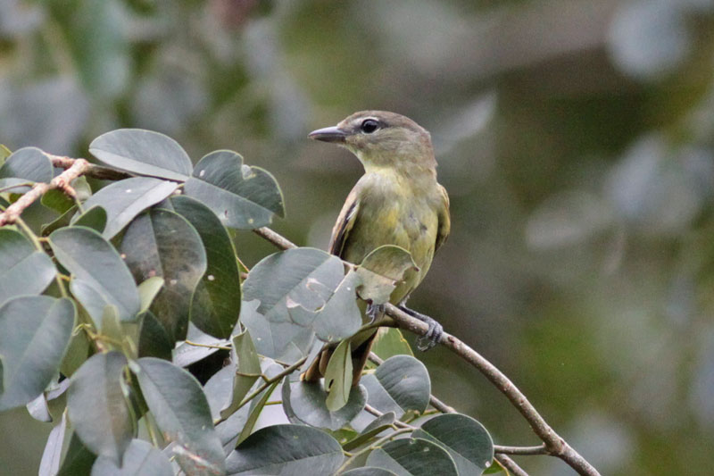 White-winged Becard