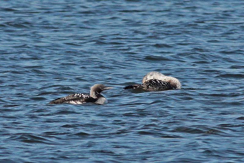 Pacific Loon with Common Loon