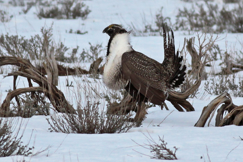 Greater Sage-grouse