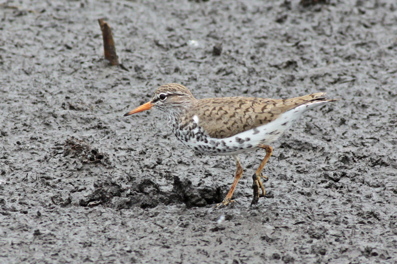 Spotted Sandpiper