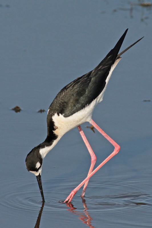 Black-necked Stilts