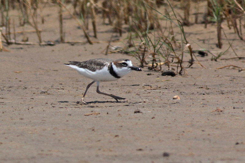 Wilsons Plover