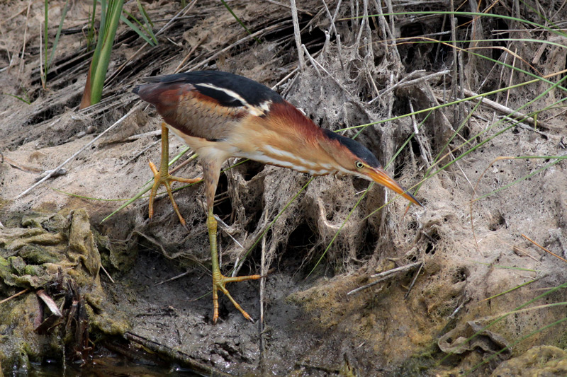 Least Bittern
