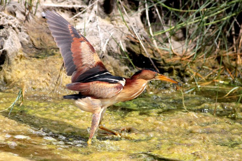 Least Bittern