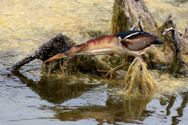 Least Bittern