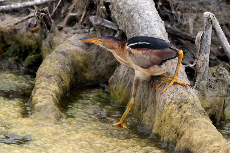 Least Bittern