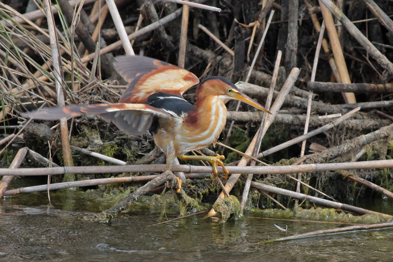 Least Bittern