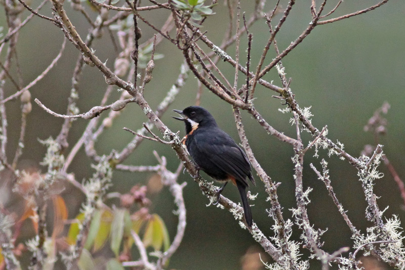 Moustached Flowerpiercer