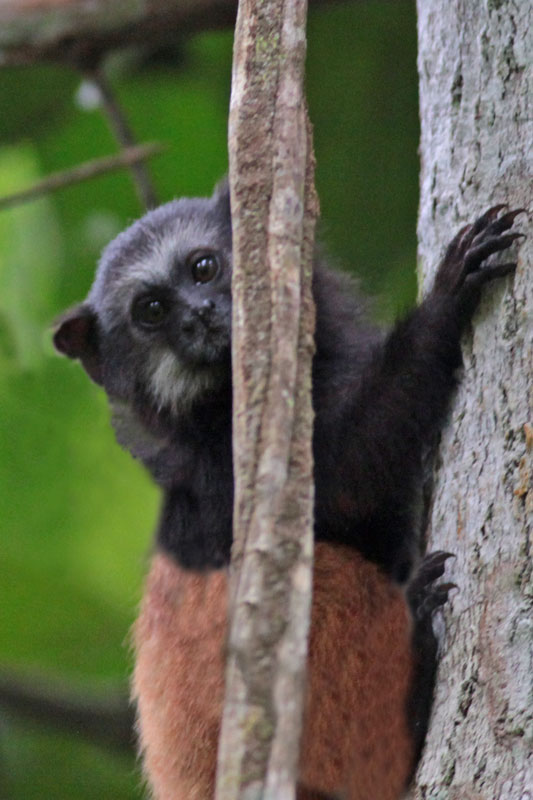 Saddle-back Tamarin