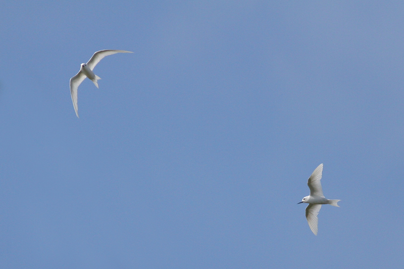 Manu o Ku (White Tern)