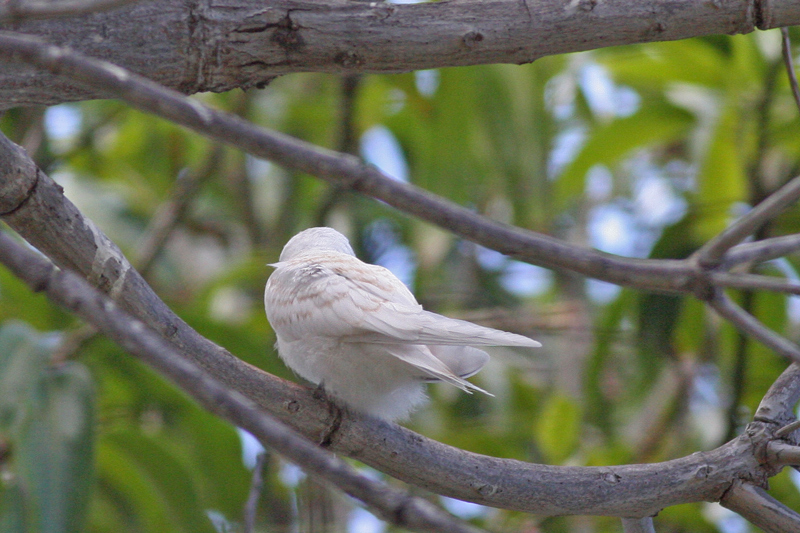 Manu o Ku (Young White Tern)
