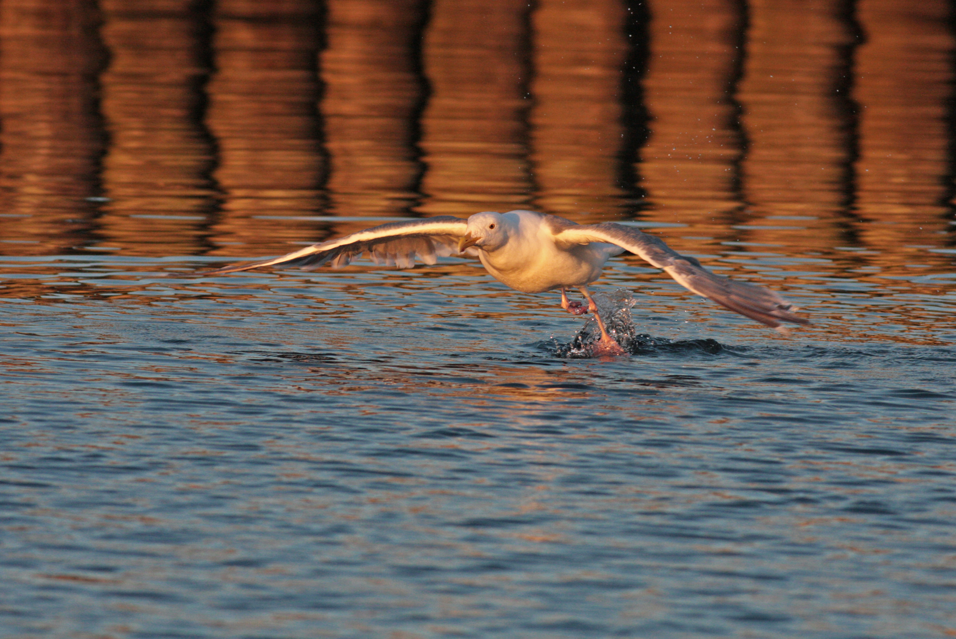 Glaucous-winged Gull