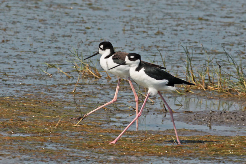 Black-necked Stilts