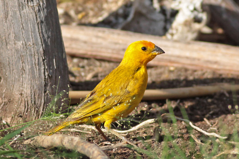 Saffron Finch