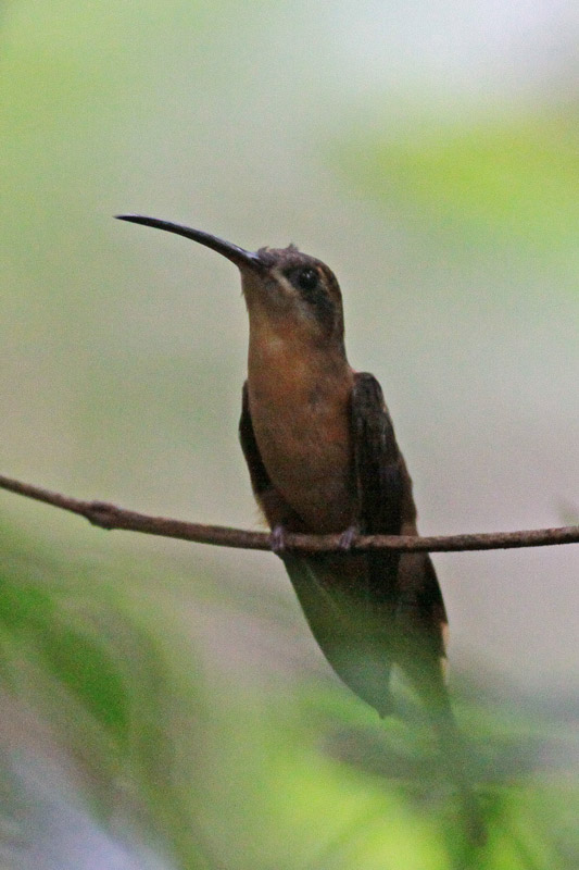 Reddish Hermit