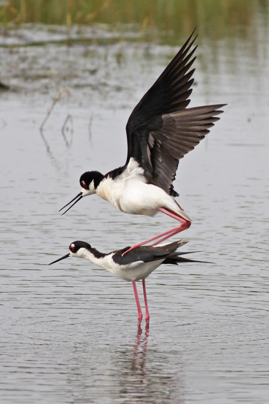 Black-necked Stilts