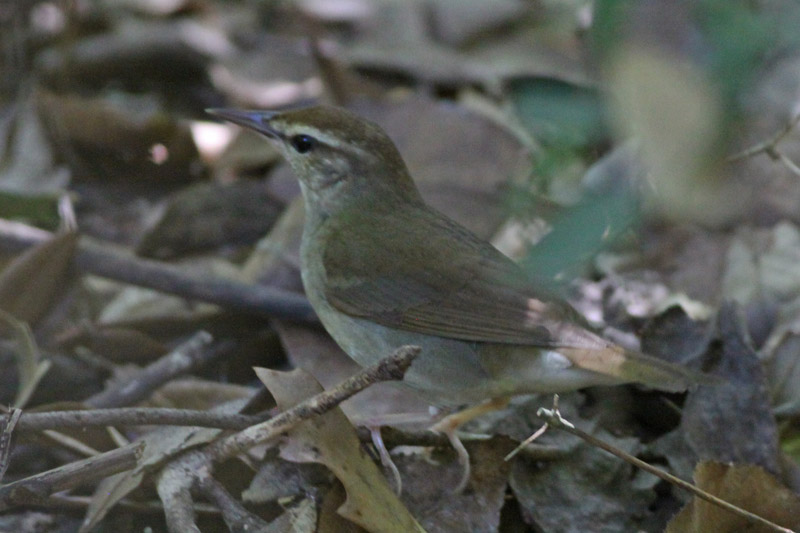 Swainsons Warbler