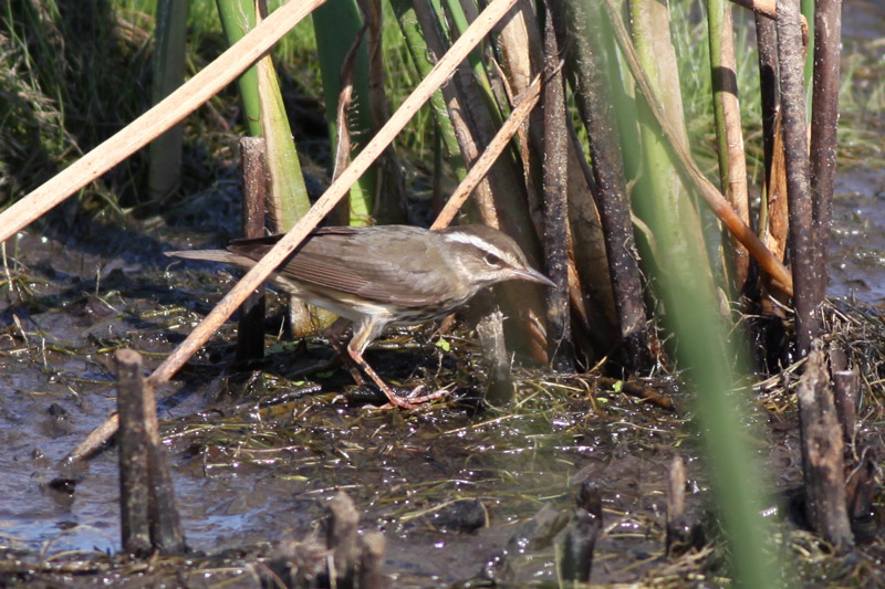 Louisiana Waterthrush