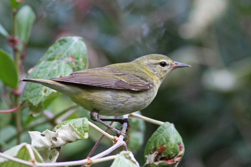 Tennessee Warbler