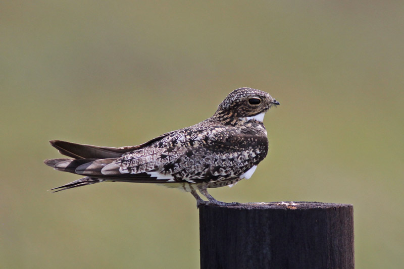 Common Nighthawk