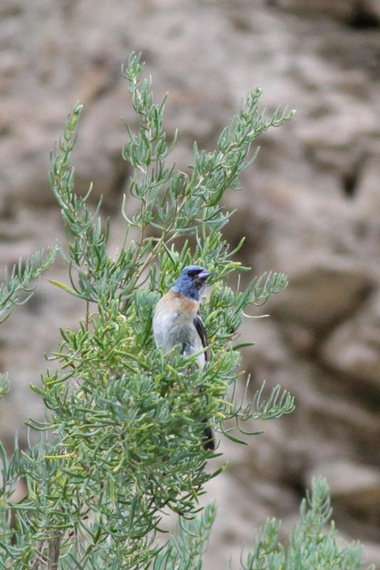 Lazuli Bunting