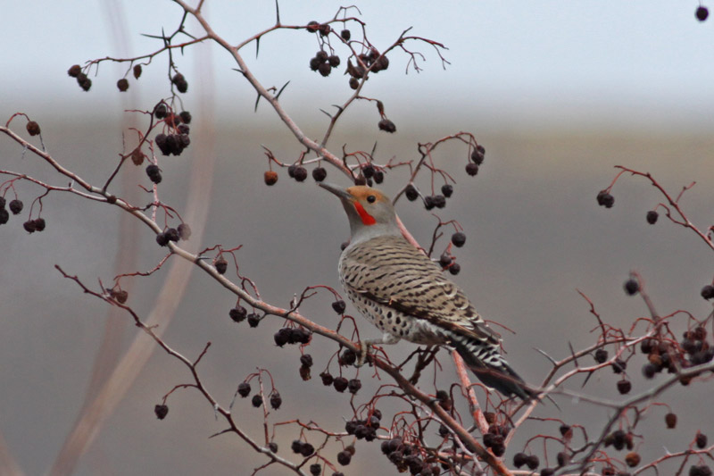 Northern Flicker (Red-shafted)