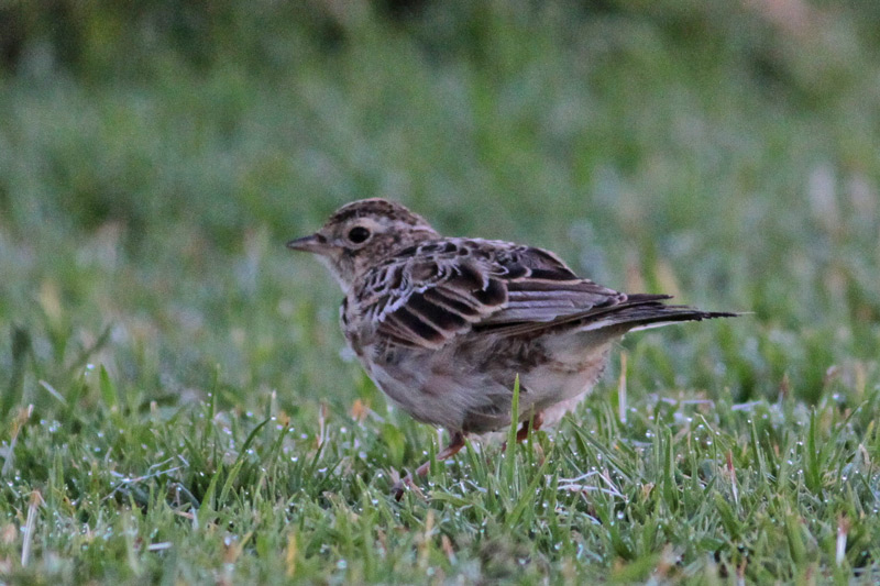 Eurasian Skylark
