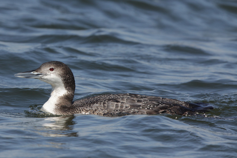 Common Loon