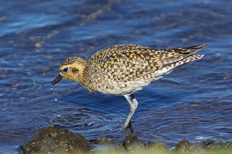 Kolea (Pacific Golden-Plover)