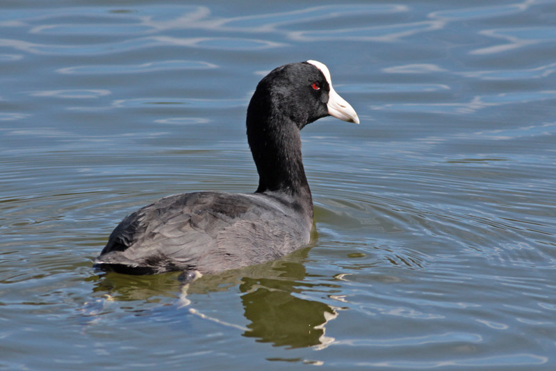 `Alae Ke`oke`o (Hawaiian Coot, White-shielded )