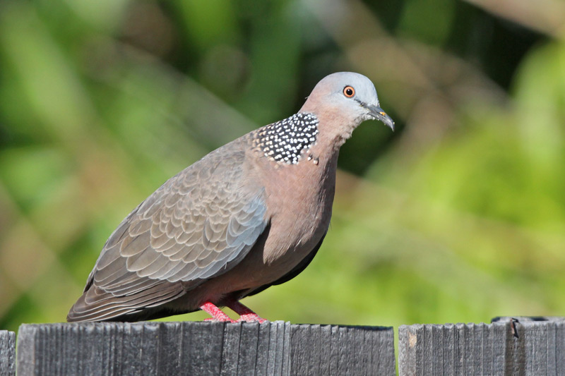 Spotted Dove