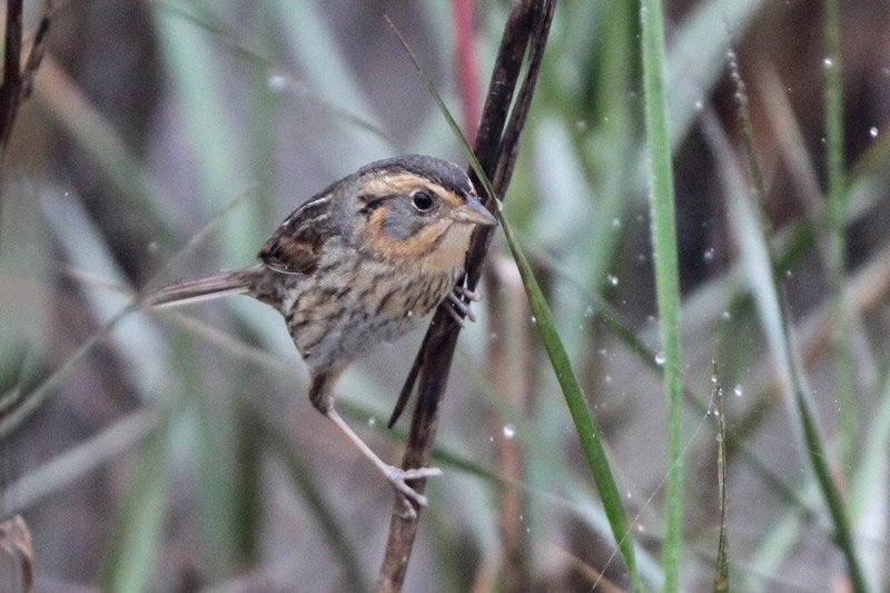 Nelsons Sparrow