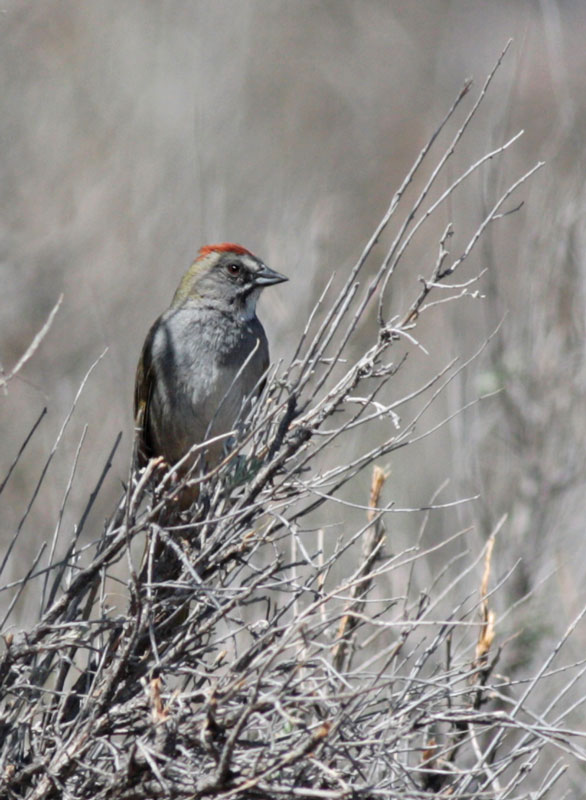Green-tailed towhee