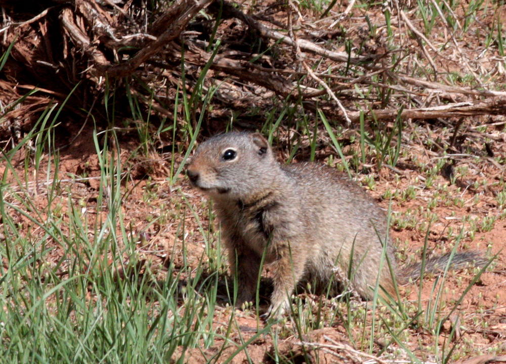 Uinta Ground Squirrel (Potgut)