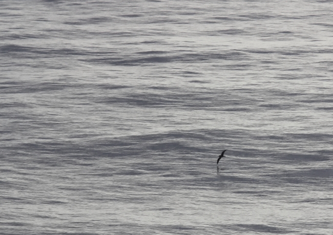 Corys Shearwater