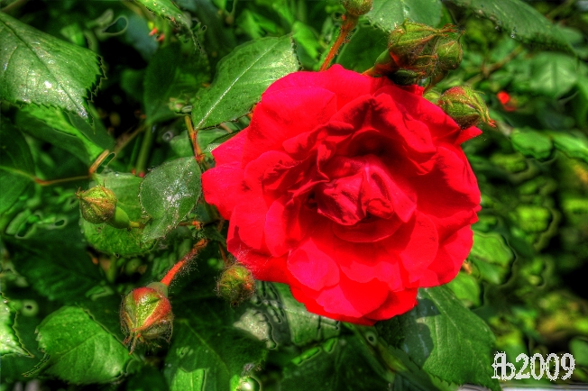 hdr4.jpg