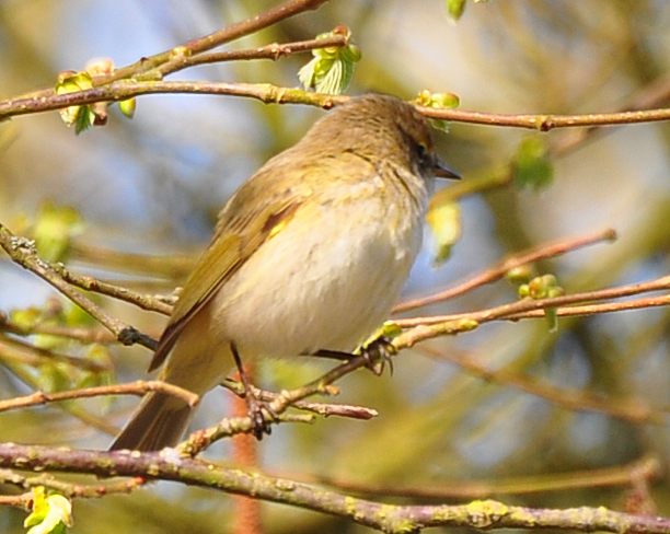 Chiffchaff