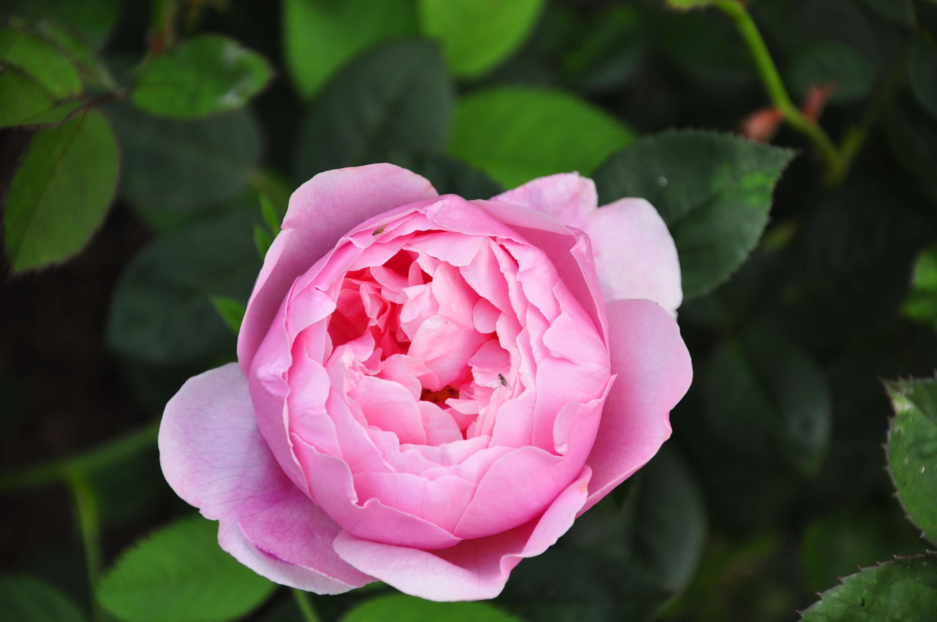 DSC_5671.JPG