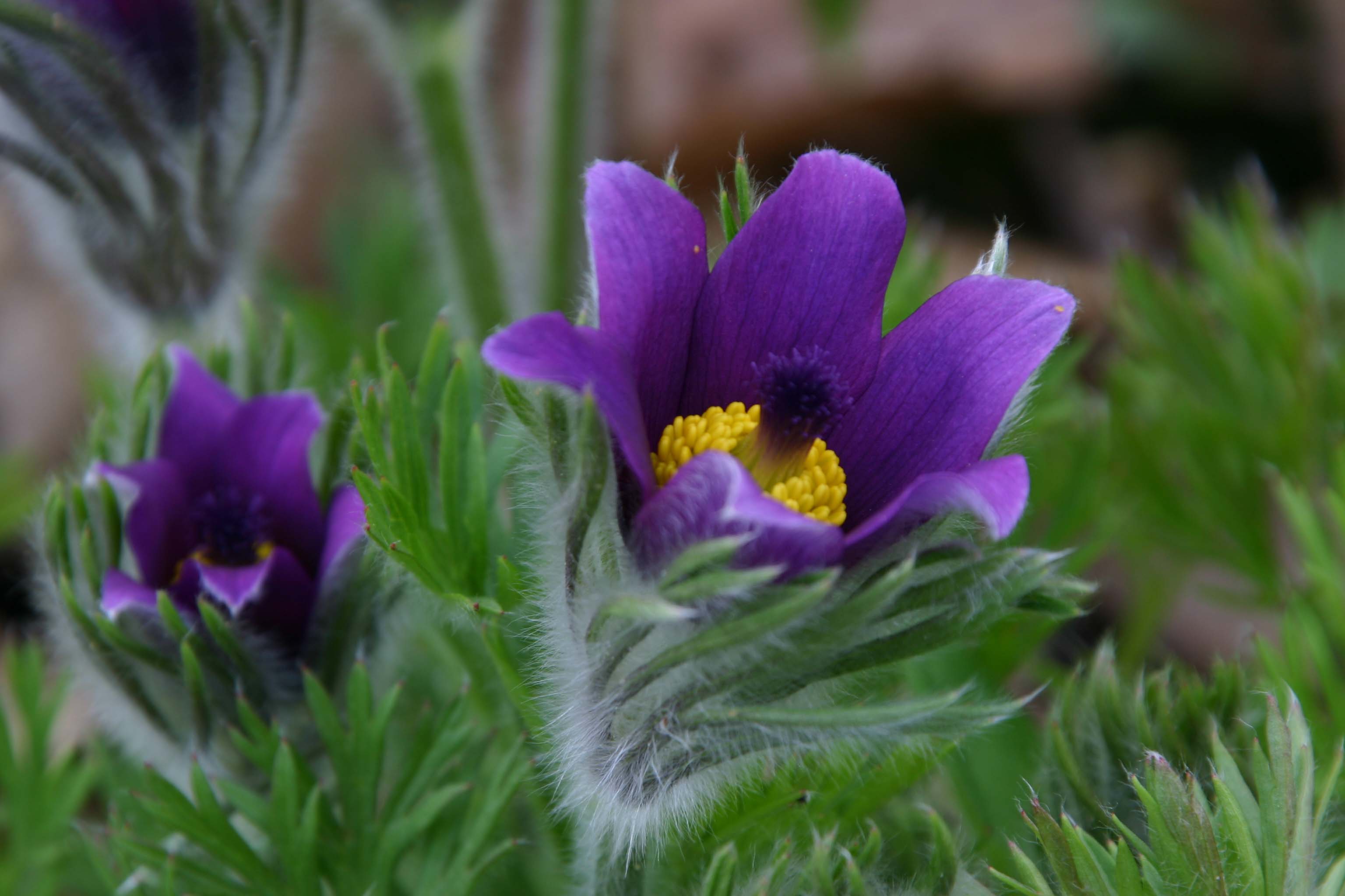 Pasque Flower.jpg