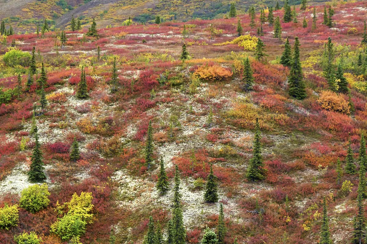 Parc Denali /  Denali Park Les petits soldats / The little soldiers