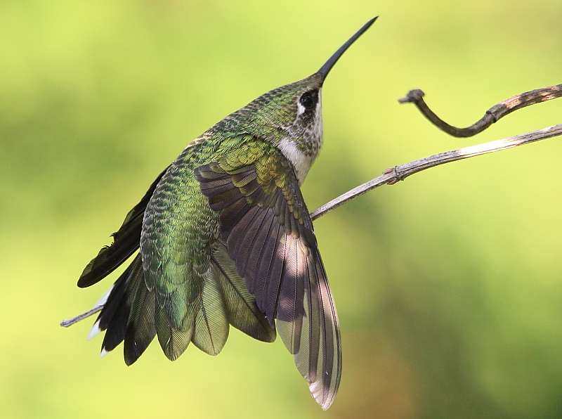 Colibri a gorge rubis 