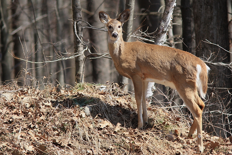 Cerf de Virginie  