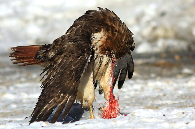 Buse a queue rousse  -  Red-tailed Hawk 