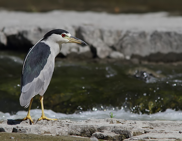 Bihoreau Gris - Night Heron