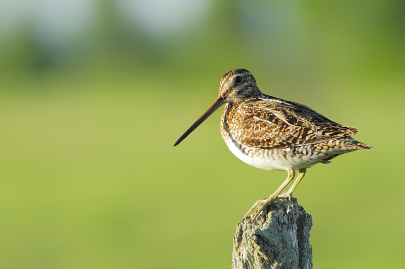 Bcassine de Wilson - Wilson Snipe