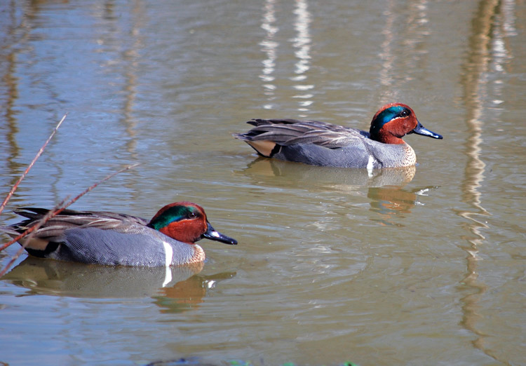 Green-winged Teal