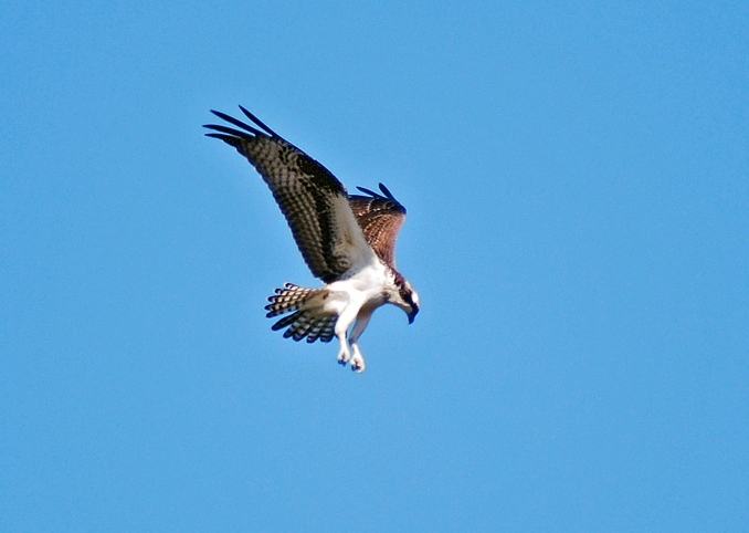 Osprey